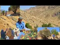 Download Lagu Harvesting Wild Almonds in the Cold Forests | A Journey into Nomadic Life with Jahangir