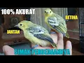Download Lagu CARA MUDAH MENGENALI JANTAN DAN BETINA ANAKAN SIRTU DI USIA 2 MINGGUAN TAHUN 2024