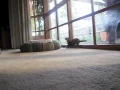 Ferret War Dance