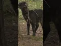Download Lagu Anoa Sound #amazinganimals #animals #shorts #animalsounds #anoa