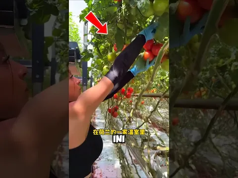 Tomat Ini Tumbuh Tanpa Tanah, Batangnya Sampai 10 Meter! 🍅😱