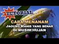 Download Lagu TUTORIAL Cara menanam jagung manis yang benar di Musim Hujan