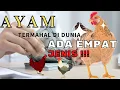 Download Lagu Ayam Termahal? Ada 4 Jenis Di Dunia !