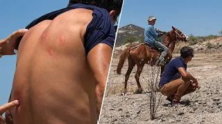 Guilherme Arrumando Confusão Assanhou o Exu das Abelhas | E Fugiu a Cavalo!