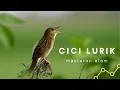 Download Lagu Masteran Cici Lurik di alam liar