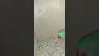 كوبل ببغاء أليكسندر  منتجة  ماشاءالله دندنها