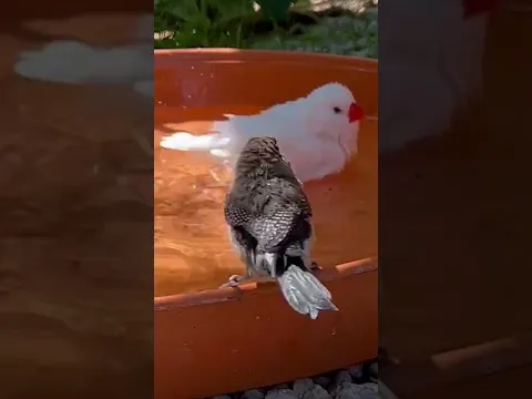 White Zebra Finch Owl Finch Aviary Birds