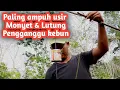 Download Lagu Cara mengusir hama monyet dan lutung yang menggangu kebun
