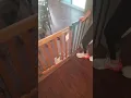 Chewy Dog Gate Install Review