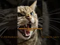 Download Lagu Tanda-Tanda Kucing Terkena Rabies #kucing#kucinglucu