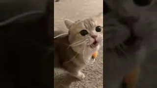 صوت مواء قطة صغيرة صوت يجذب القطط صوت القطط 