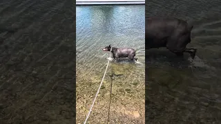 A little cool down for V.. #fyp #dream #youtube #doberman #pets