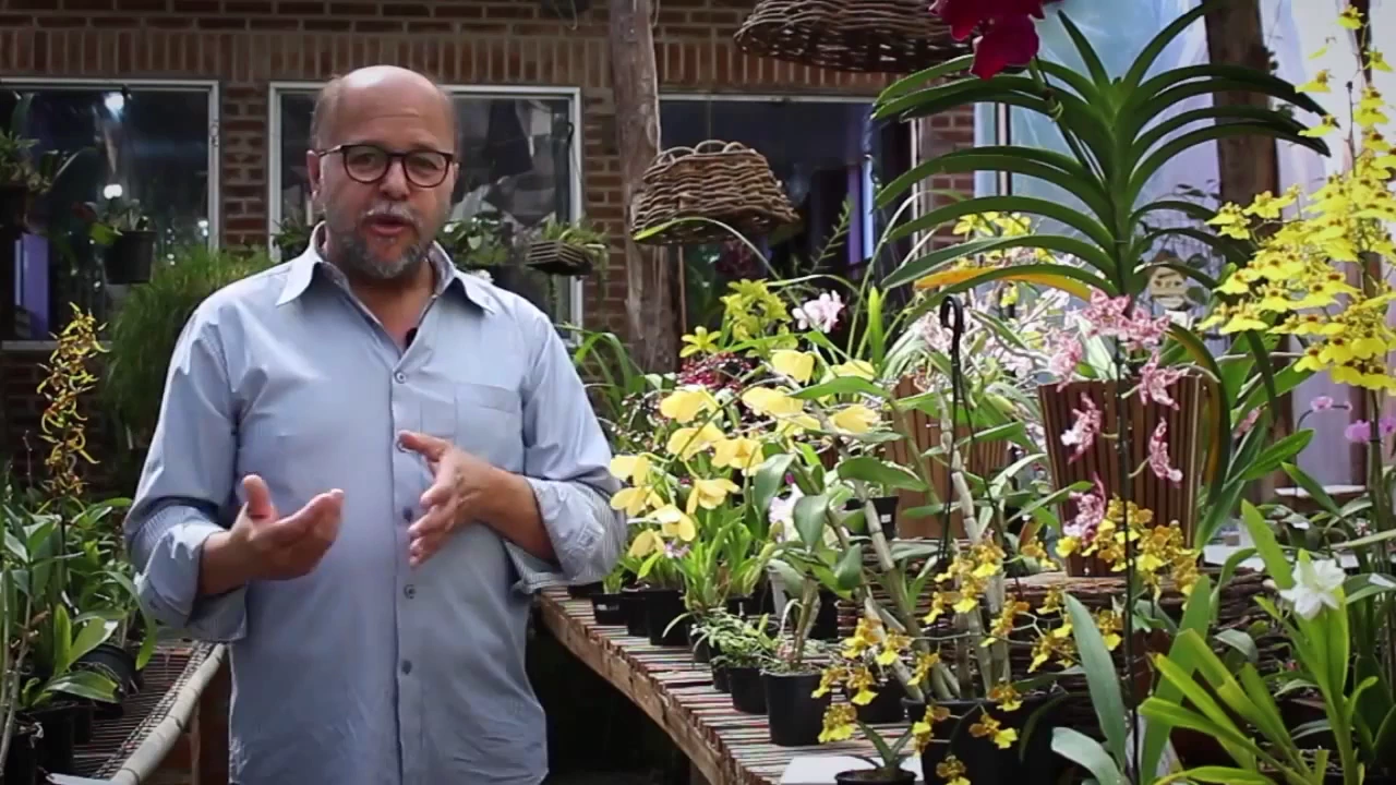 COMO CUIDAR DE ORQUIDEAS DENFAL
