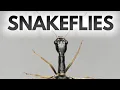 Download Lagu Snakeflies - An Ecological Overview Of Raphidioptera