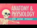 Human Anatomy In VR