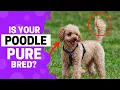 How To Identify a Pure Poodle Puppy