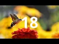 18 Second Countdown Timer With Alarm Sound At the End Simple Beep
