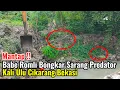 Download Lagu Mantap‼️Babe Romli Bongkar Sarang Ular Dan Biawak Predator Kali Ulu Cikarang
