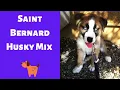 Interesting and Shocking Facts about the Saint Bernard Husky Mix Should you buy one for you