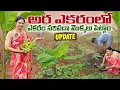 Download Lagu పక్క స్థలం లో వేసిన మొక్కలు 100% బ్రతికి పెద్దవయ్యాయి/Garden Update  @MADGARDENER  #plants  #garden 