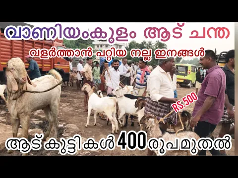 Download MP3 ഒരെണ്ണം 400 രൂപ | വില കമ്മിയിൽ ആട്കൾ കിട്ടുന്ന ചന്ത | kerala goat market