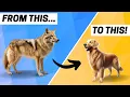 The History of Golden Retrievers