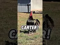 Download Lagu Carter: The Rise of a Carter!, Ooooh Carter!, Caaarrtterrr! #carter #chickens #backyardchickens