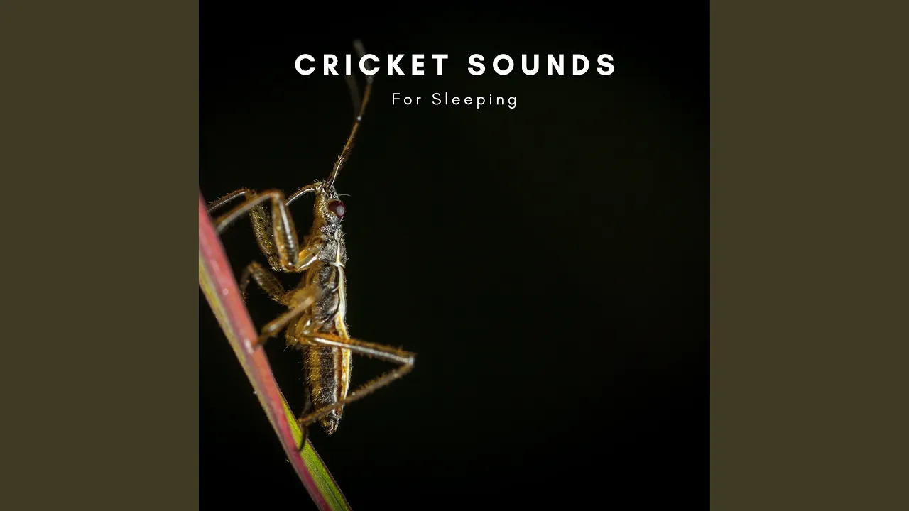 Nightly Cricket Chirps Nightly Cricket Chirps