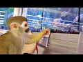 Monkey oLLie PetSmart Birt ay Trip