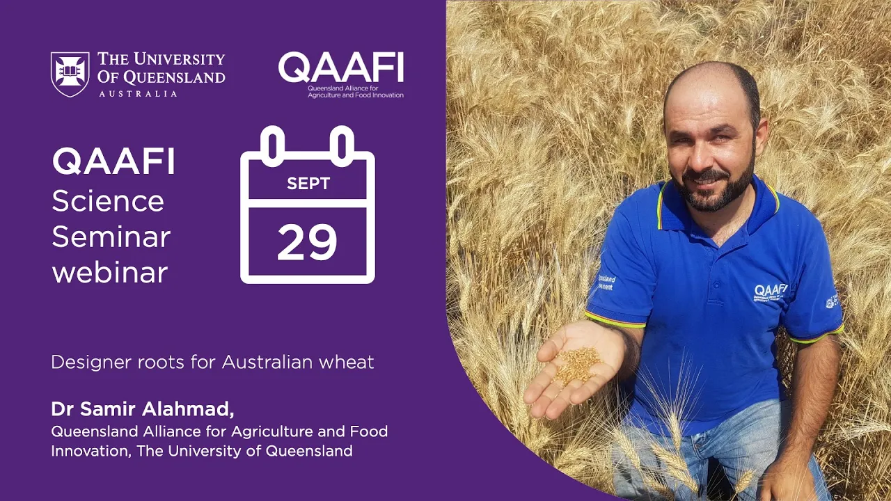 Designer roots for Australian wheat