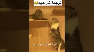 قطط تتكلم الترجمة نار ههههه لايفوتك القطع 