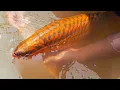 Lagu Harvesting 70cm Jumbo Red Arowana - The Best Quality Generation