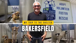 Cesar Millan: The "Unfixable" Shelter Dog (Bakersfield Rescue)