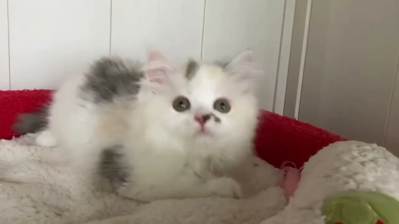 動画