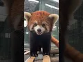 Panda Merah Ini Lucu Banget! 🦊❤️ Siap Jatuh Cinta dengan Kelucuannya?! #animalshorts #cute #redpanda