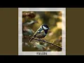 Download Lagu Suara Burung