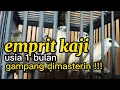 Lagu Burung Emprit Kaji usia 1 bulan gampang dimasterin