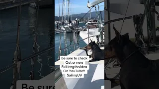 Be sure to check out our new full length video on YouTube! #Fyp #dream #doberman #pets #sailing