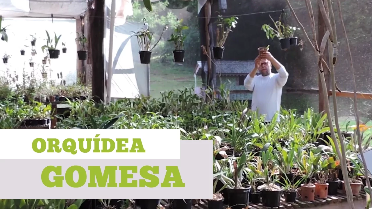 COMO CUIDAR DE ORQUIDEA GOMESA