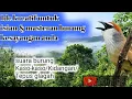 Download Lagu Berbagai kumpulan suara kicau Kaso-kaso/Kidangan/Tepus glagah gacor cocok untuk masteran