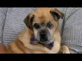 Clear the Shelters Meet Lorenzo Lotus a 10-year-old Chihuahua pug mix NBC 7 San Diego