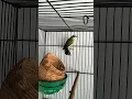 Penampakan Mozambik Betina Siap Ternak‼️ #kicaumania #finch #mozambik