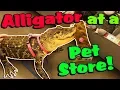 My Alligator Picks out a New Toy at the Pet Store