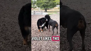 Violets. New buddy 🥹💜 #Fyp #doberman #pets #YouTube #dream