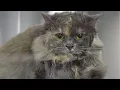 Download Lagu The Most Beautiful Cat Groom Ever...With an Unexpected Twist 😅
