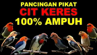 Download SUARA PANCINGAN PIKAT BURUNG CIT KERES MP3