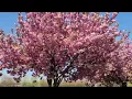 Download Lagu Beautiful cherry blossom . Wonderful spring . Everyone is enjoying the beautiful nature