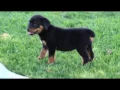 Rottweiler Puppies For Sale John E Stoltzfus Jr