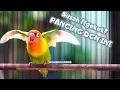 Download Lagu Lovebird Susah Ngekek Pancing Dengan LB Ngetik Ini Pasti Bakal Langsung Respon Ngekek Panjang