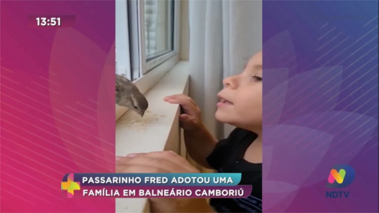 Passarinho Fred adotou uma família em Balneário Camboriú